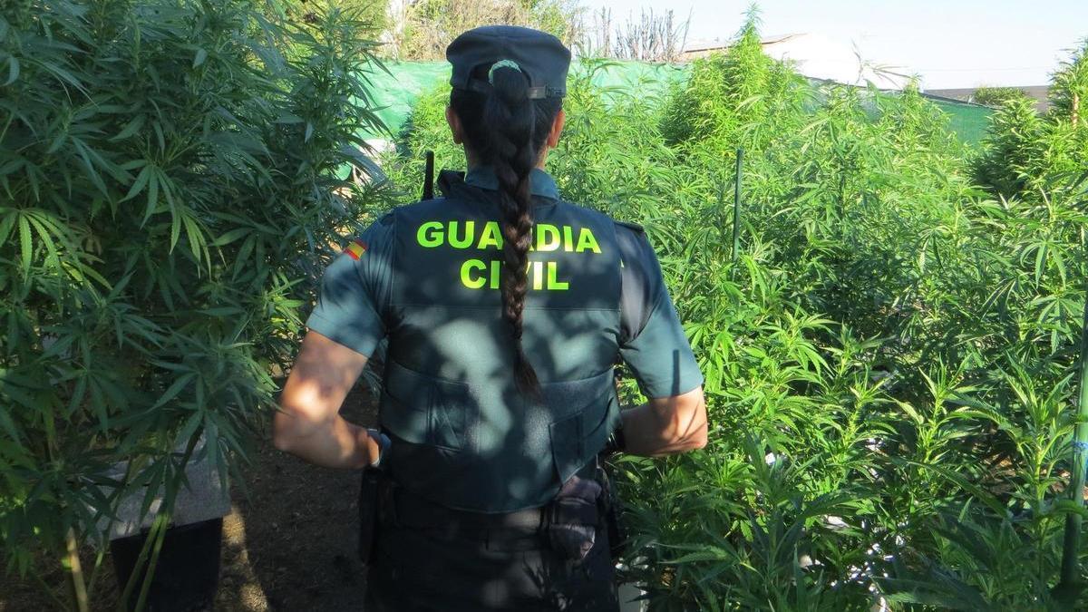 Plantación de marihuana, en una imagen de archivo