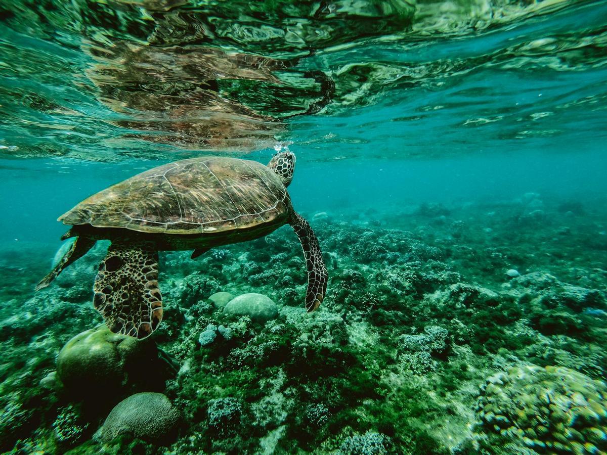 Una tortuga marina