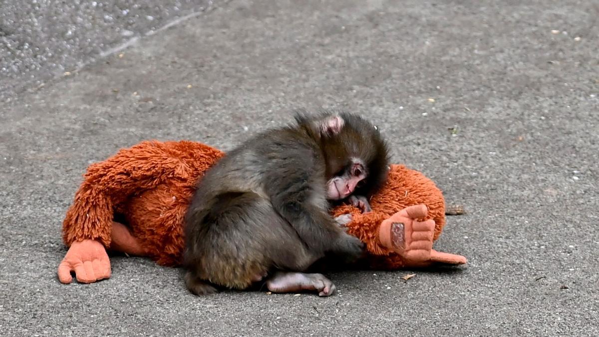 Mañana se esperan colas kilométricas en Ikea para conseguir el orangután con una triste historia detrás que supera  a los Therians: "Lo cargaba a todas partes porqué era la forma de sentirse amado"