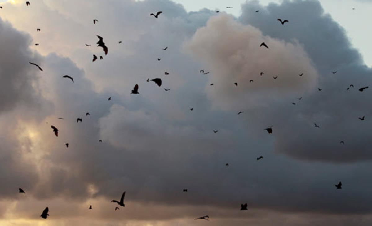 Unos murciélagos sobrevuelan el cielo de Abiyán, en Costa de Marfil, donde son considerados como la reencarnación de los espíritus de los muertos.