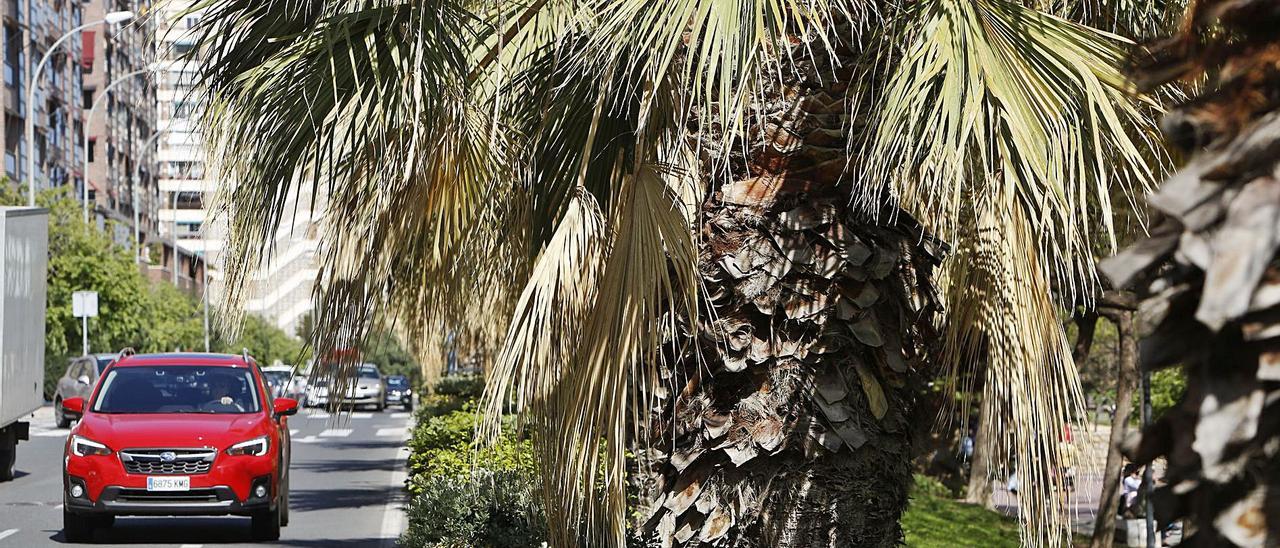 Hilera de palmeras en el parque de la avenida de la Goleta para las que los vecinos urgen una poda. | JOSE NAVARRO