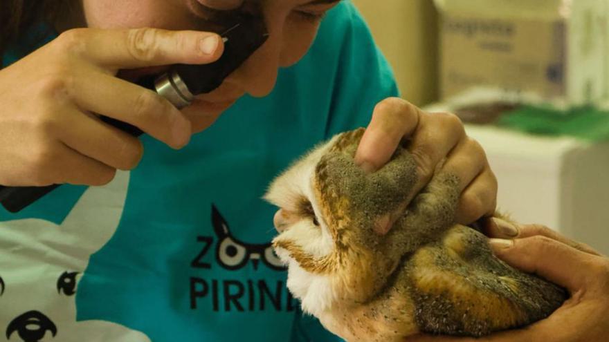 Una veterinària inspecciona un mascle d’òliba | ZOO DEL PIRINEU