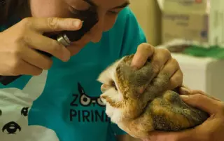 El Zoo del Pirineu serà un centre de cria d’òlibes