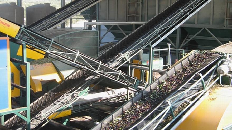 Maquinaria para el transporte de aceituna en las instalaciones de la Olivarera San Isidro.