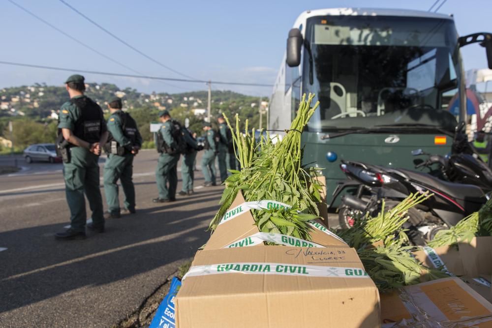 Macrooperatiu contra el tràfic de marihuana i el blanqueig de capitals - Maçanet de la Selva