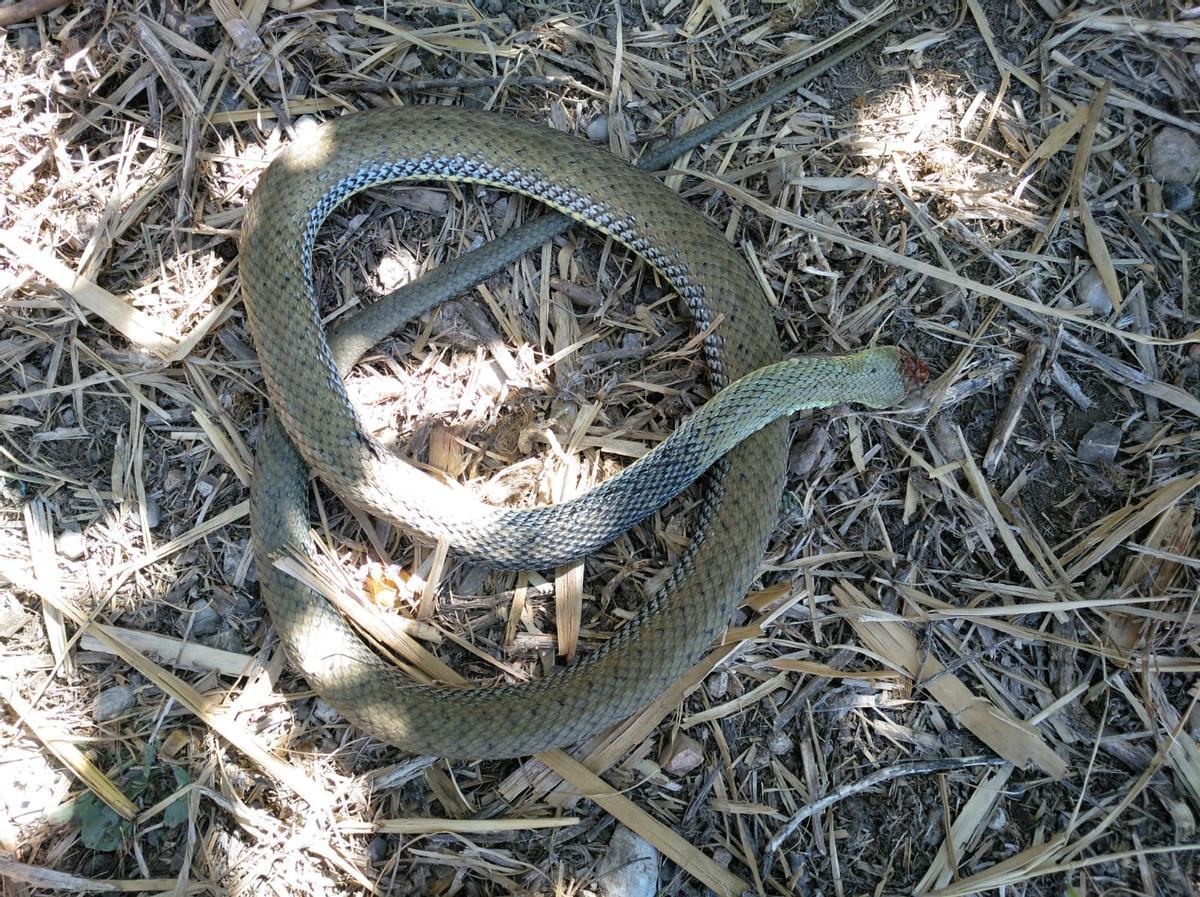 Serpiente verde