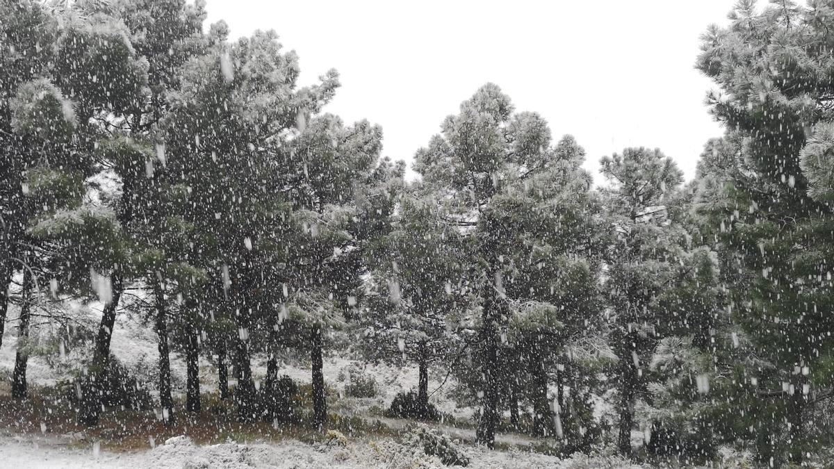Segunda nevada primaveral en el interior de la provincia en la Serrella