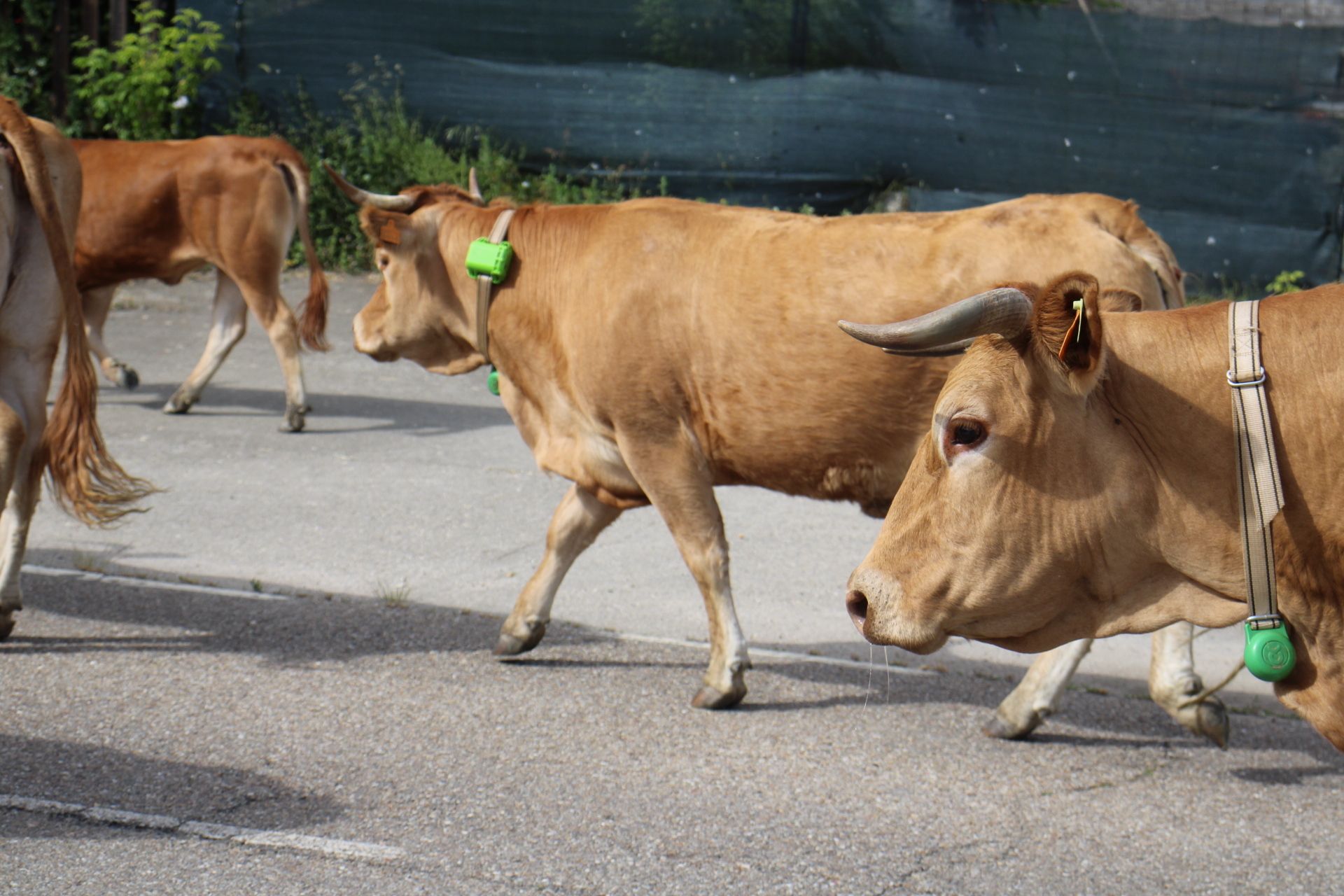 Trashumancia vacas sanabria. El ganado sube a la sierra en busca de pastos de verano