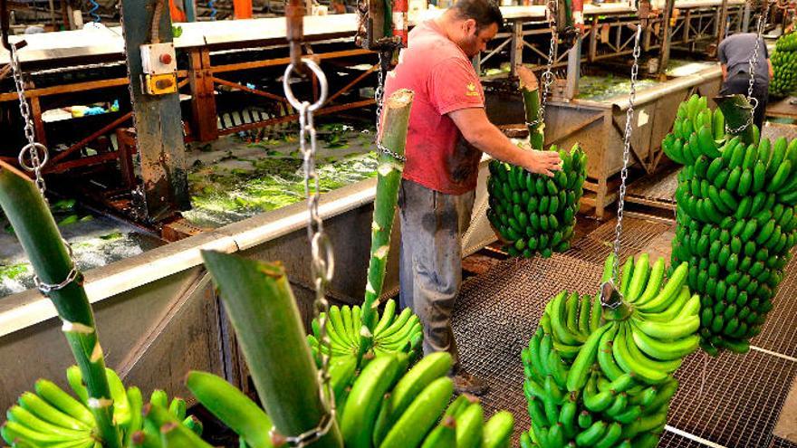 Un operario en una empaquetadora de plátanos del norte de Gran Canaria.