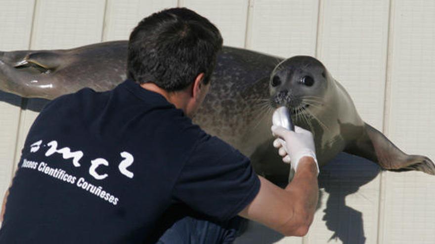 Un técnico del Aquarium da de comer a una foca.