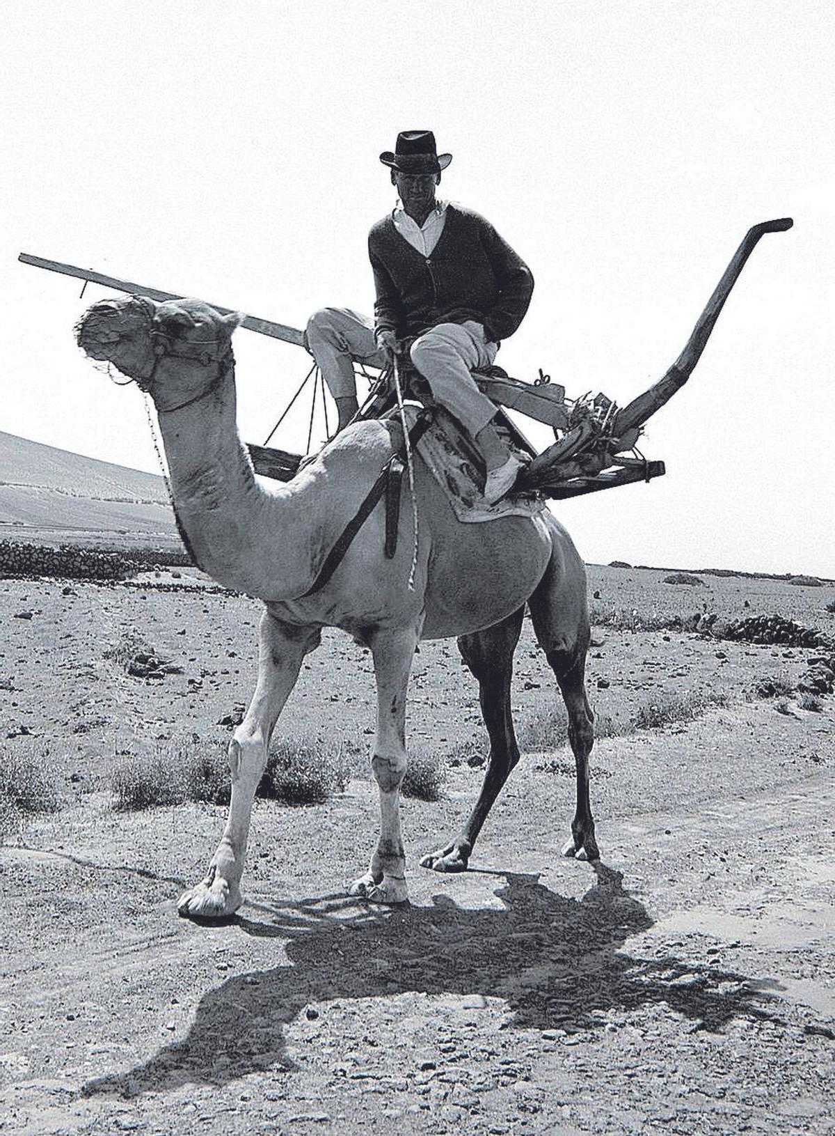 El camello canario, por su multifuncionalidad, forma parte de la memoria de las Islas.