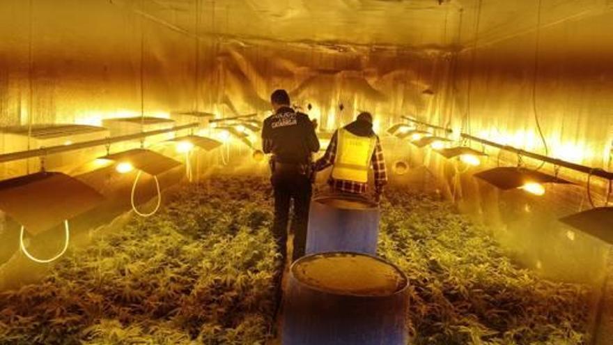 Confiscan 550 plantas de marihuana