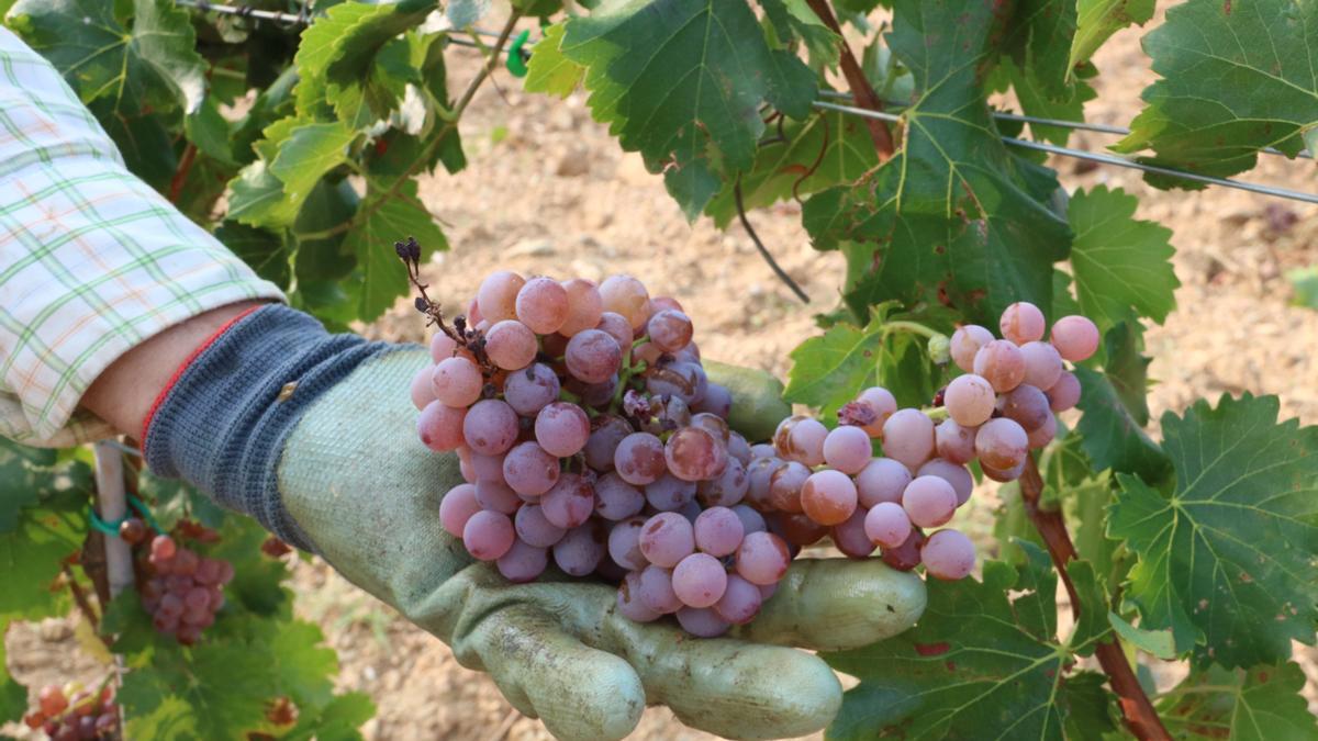 Pla detall de raïm d'una vinya de Garriguella