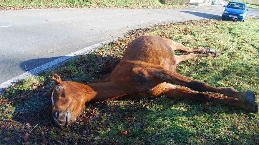 El caballo atropellado, ayer, en La Ferrera de Arriba (Noreña).