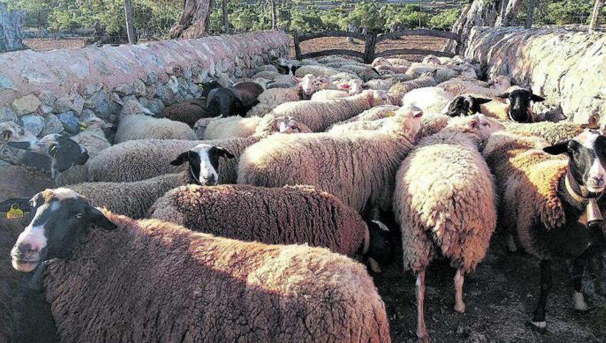 Dmmmaterial, Kosmetik, Dngemittel? Ganz neue Perspektiven fr die  Mallorca-Wolle