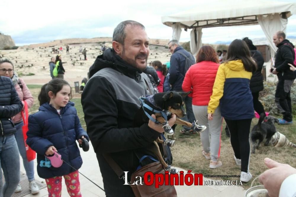 Jornada especial por San Antón en la Fortaleza del Sol de Lorca