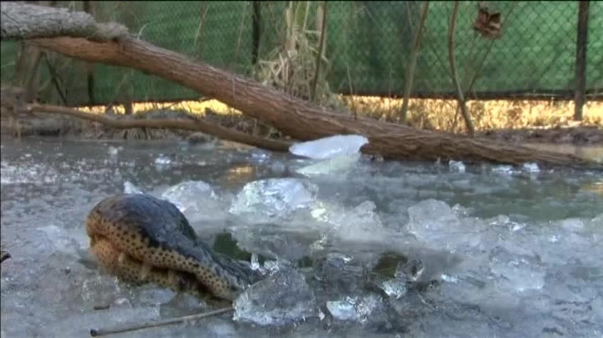 Aquests rèptils despleguen un mecanisme peculiar per mantenir la temperatura durant la hibernació