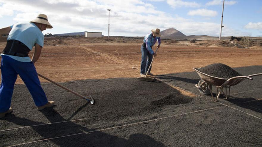 El Ayuntamiento ofrece a los agricultores una parcela para la plantación de cebollinos