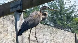 Una garza quedó atrapada en un hilo de pesca y no podía volar: así fue su regreso a la naturaleza