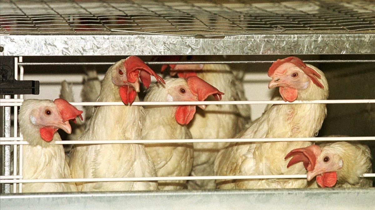 olerin190134 file laying hens are seen in their battery cages at a chic180823193704 olerin190134 file laying hens are seen in their battery cages at a chic180823193704