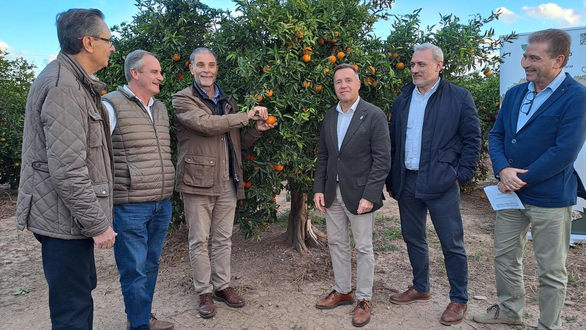 El secretario autonómico de Agricultura, Vicente Tejedo, ha asistido al primer corte para visibilizar el apoyo del Consell al proyecto de Nuleta.