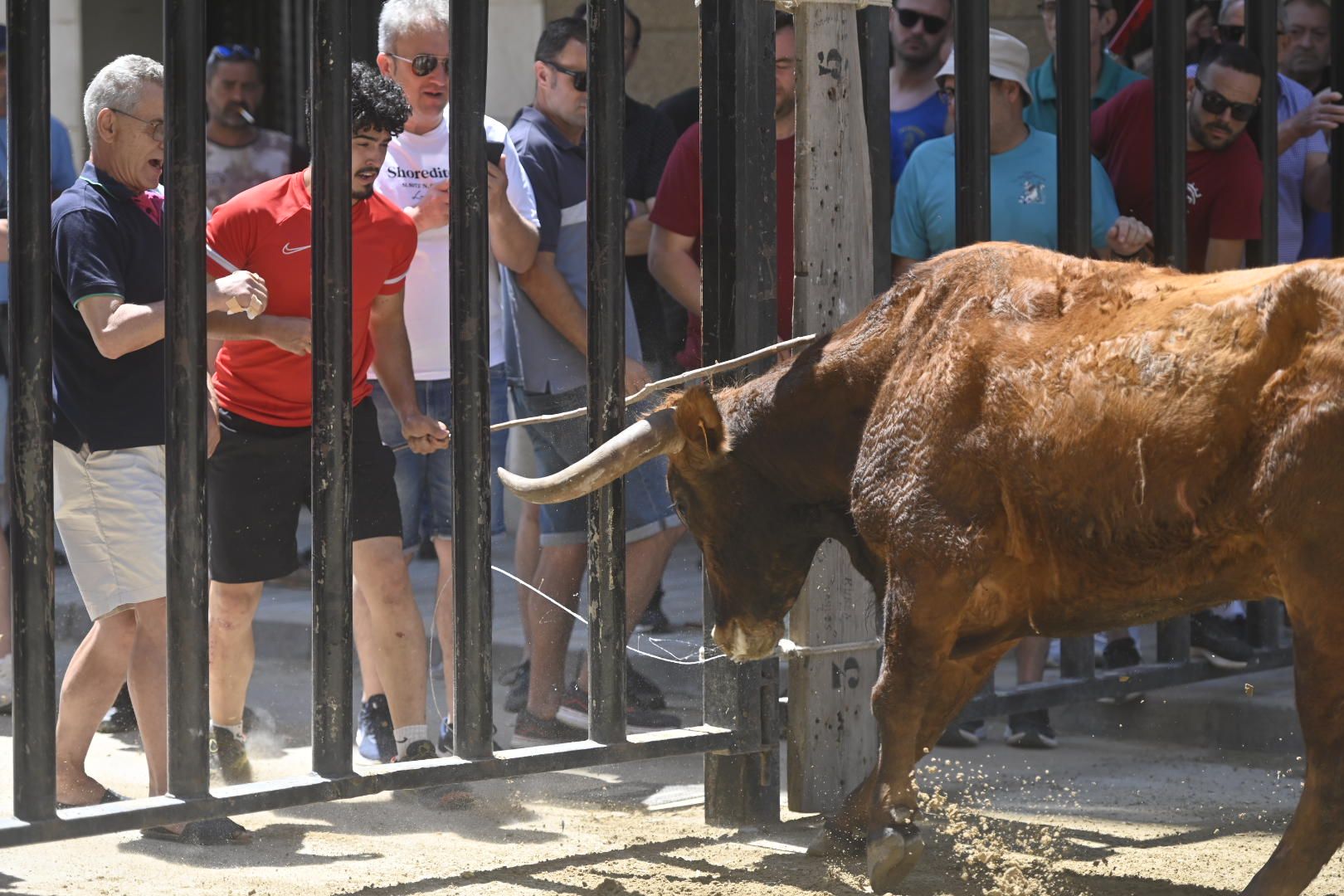 El ‘bou’ toma protagonismo mañana, tarde y noche en el Grau en fiestas