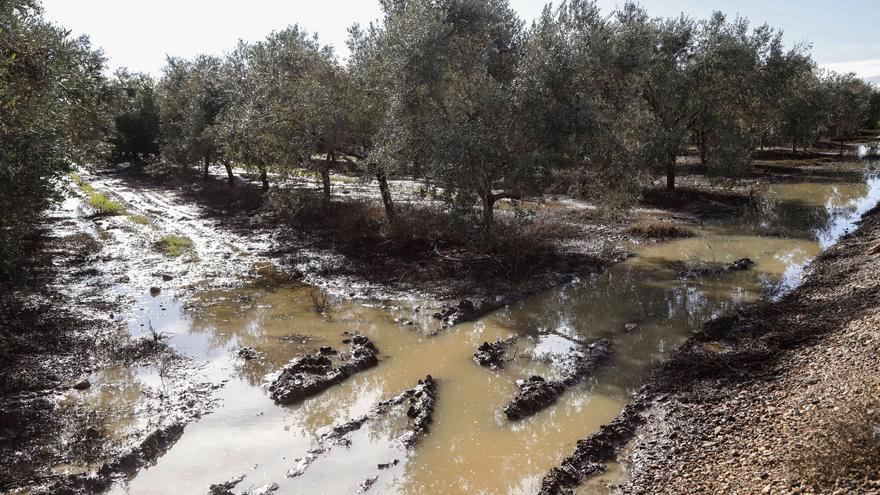 La producción de aceite de oliva en Córdoba pierde 65.000 toneladas hasta enero por las lluvias