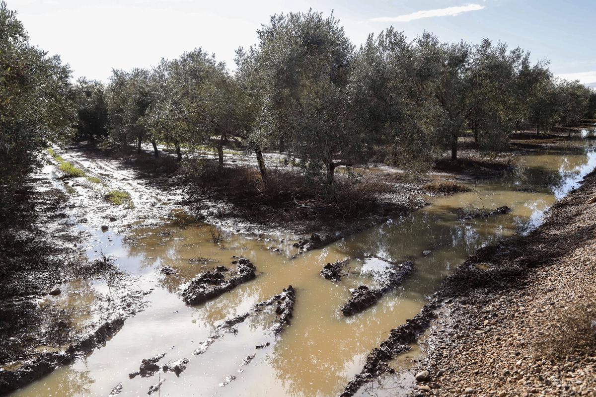Olivar inundado tras las lluvías de enero.