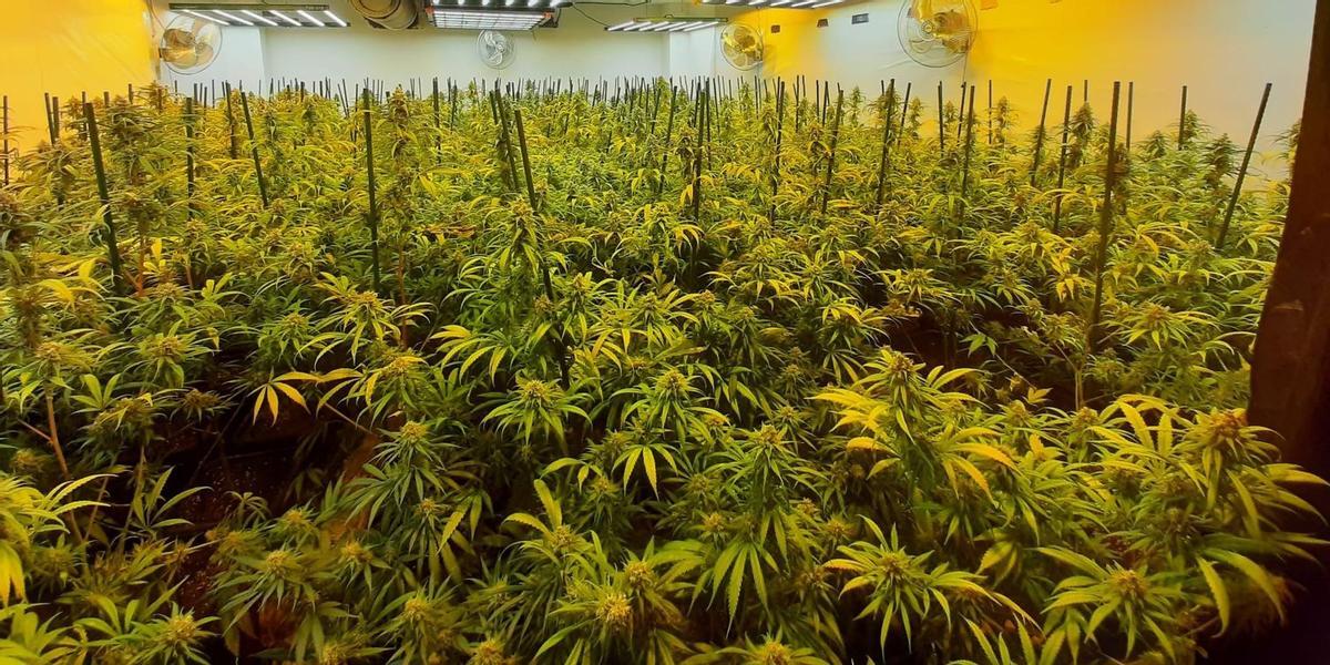 Imagen de archivo de una plantación de cannabis en una nave.