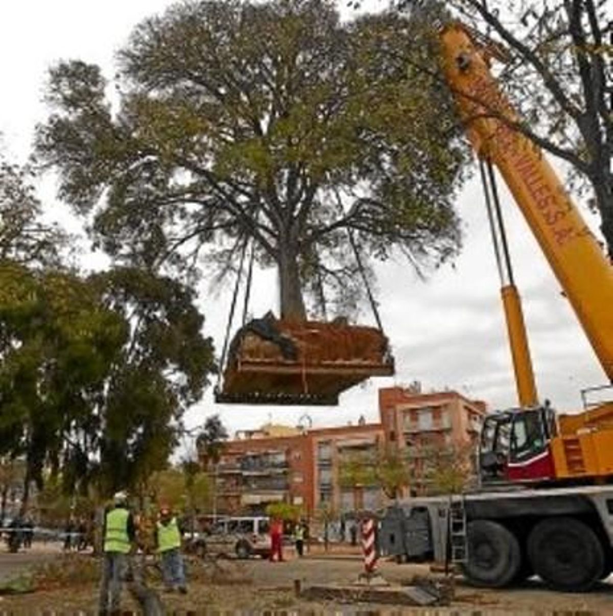 El lledoner gegant, ahir al matí, a punt de ser trasplantat a la plaça de Josep Andreu i Abelló. El lledoner gegant, ahir al matí, a punt de ser trasplantat a la plaça de Josep Andreu i Abelló.