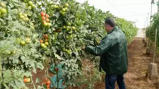 Bruselas aumenta las ayudas al tomate, la miel de abeja negra y los huevos de gallina canarios