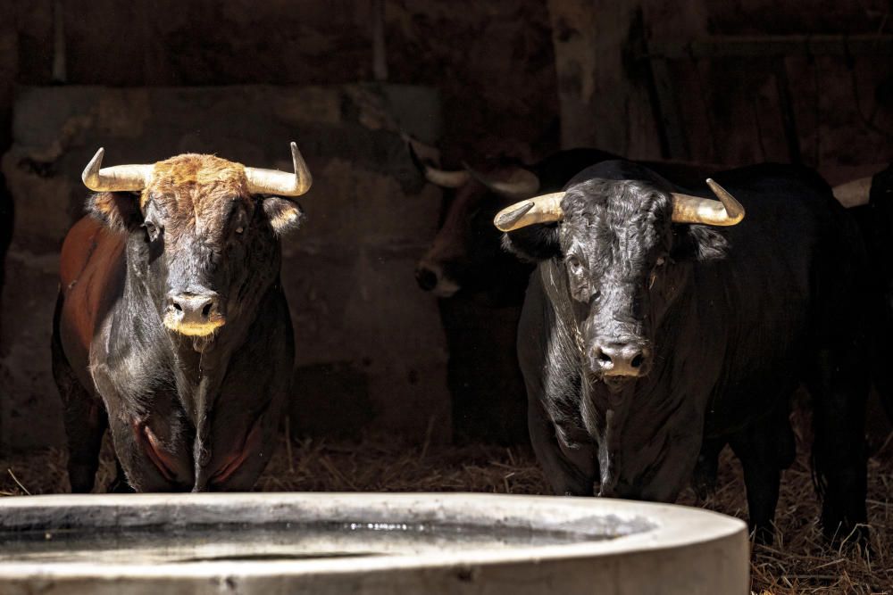 Stierkampf: Das sind die Tiere, die am Freitag sterben sollen