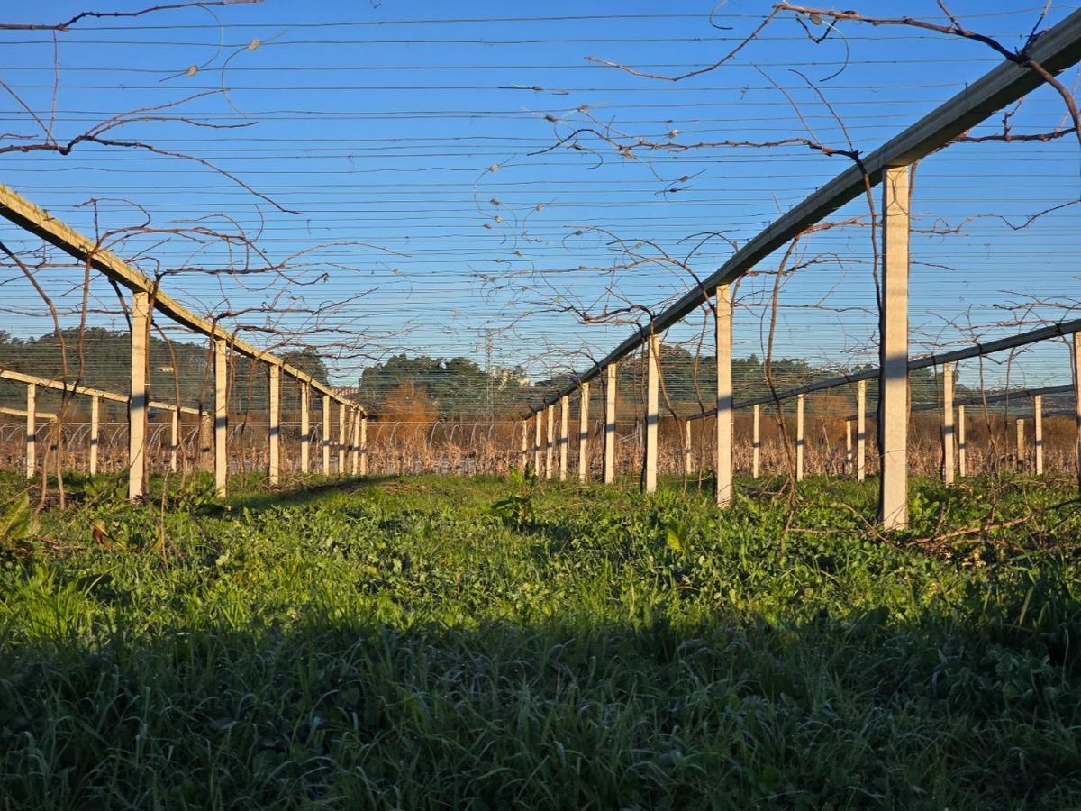 La poda del viñedo alcanza su ecuador. La poda del viñedo alcanza su ecuador.