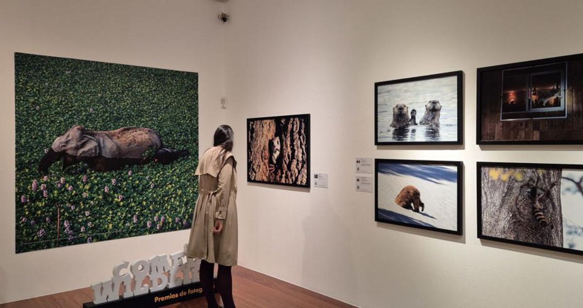 Guepardos, tortugas e infinidad de animales en acción. | FdV