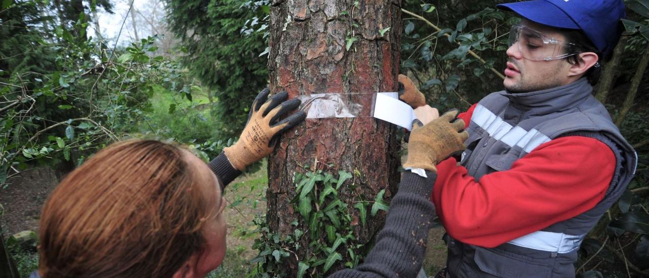 Operarios municipales de Vilagarcía preparan trampas para la procesionaria en O Castriño. |   // IÑAKI ABELLA