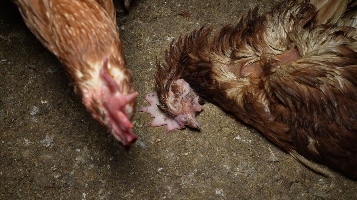 VIDEO | La polémica granja avícola de Llucmajor, de nuevo bajo el foco: entidades ecologistas denuncian la presencia de ratas, cadáveres y suciedad extrema