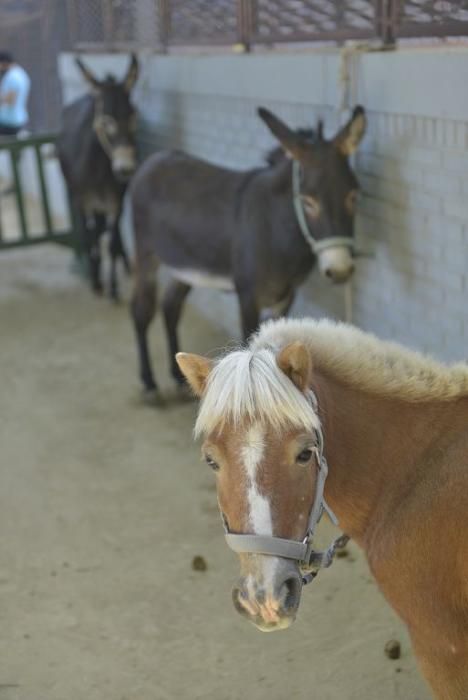 La perrera de Murcia saca sus animales a la calle