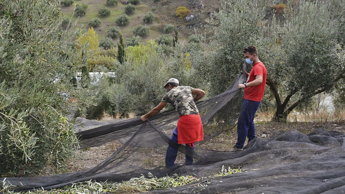 Recogida de la aceituna en la comarca del Guadajoz, durante la última campaña olivarera.