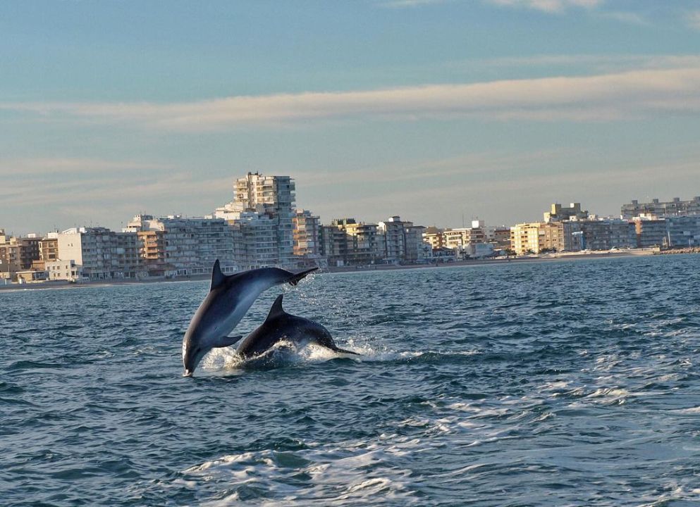 Las espectaculares imágenes de delfines frente a El Perelló