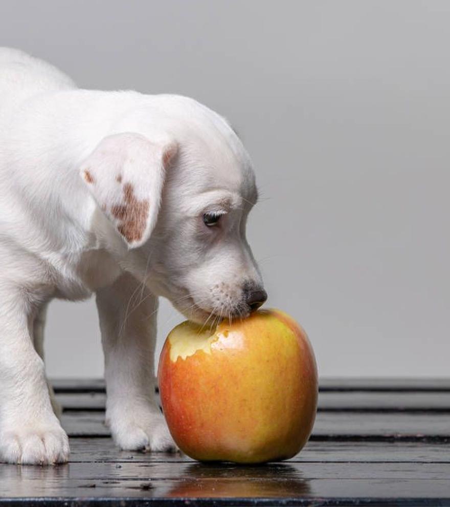¿Sabías que hay frutas peligrosas para los perros? Descubre cuáles son