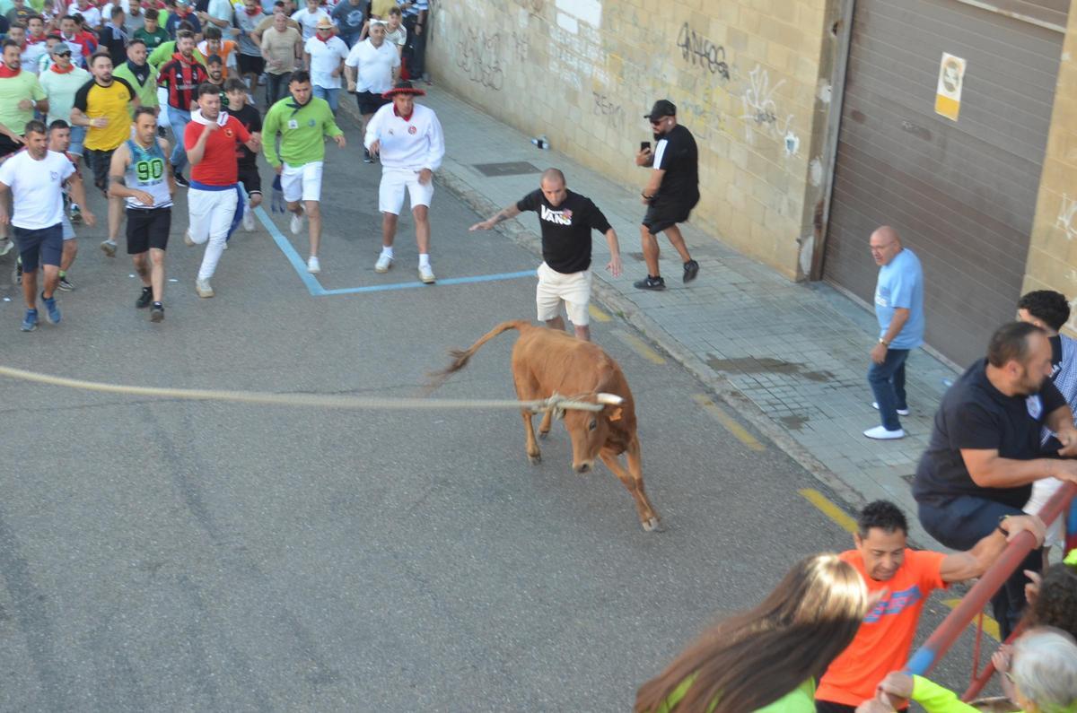 La carrera del Torito del Alba "Ganadora", de Benavente, en imágenes