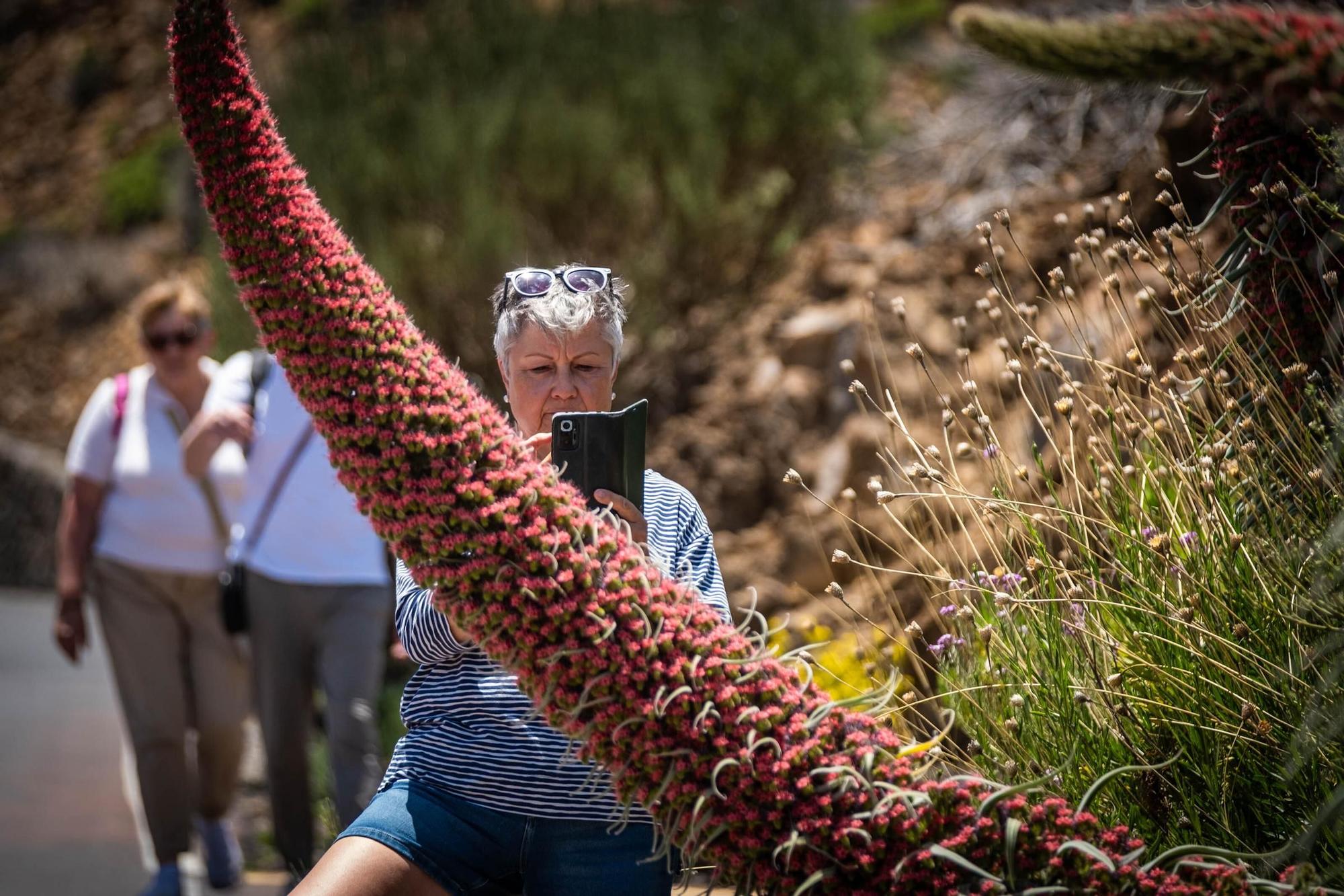 Tajinastes en Las Cañadas del Teide