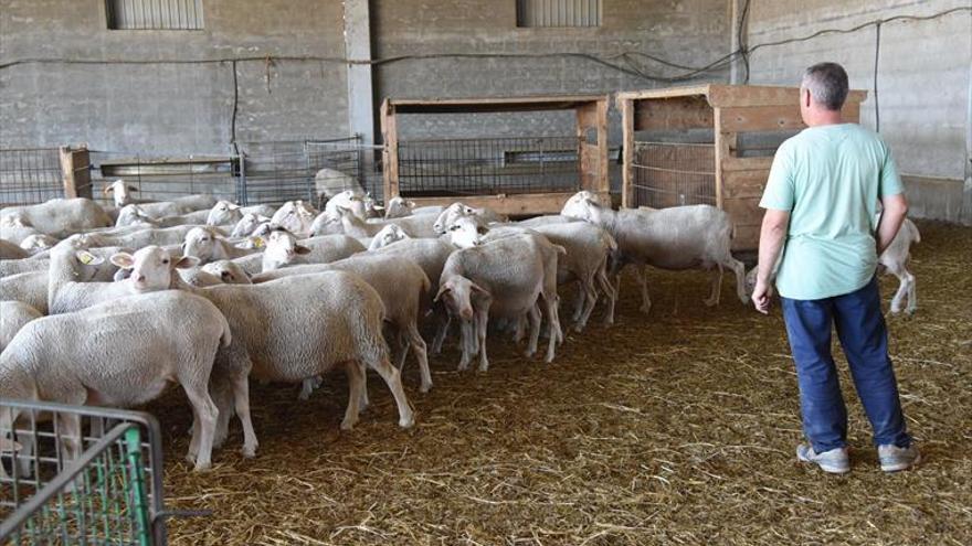 Celma critica la inacción del Gobierno frente a los ataques al ganado de lobos y osos