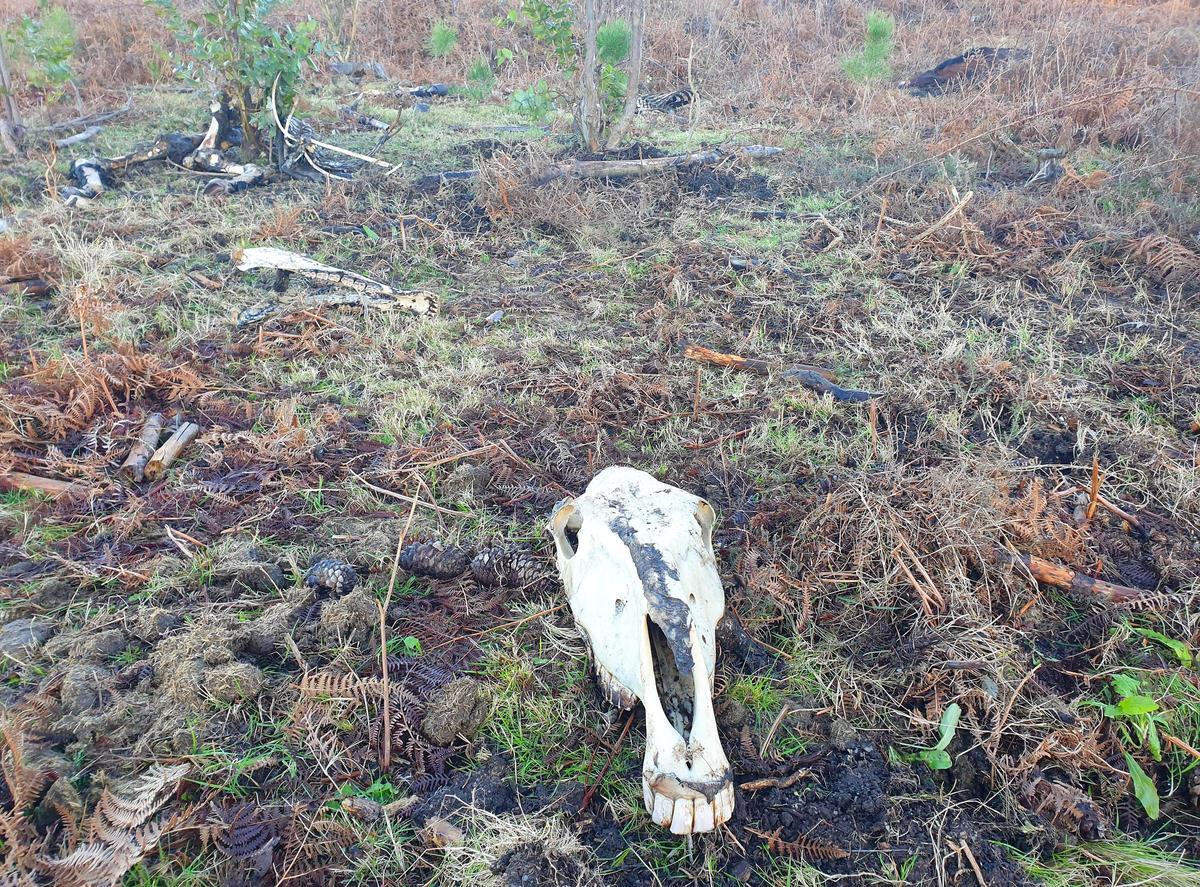 Dos cráneos a unos metros del cadáver, al fondo, y de restos óseos esparcidos.