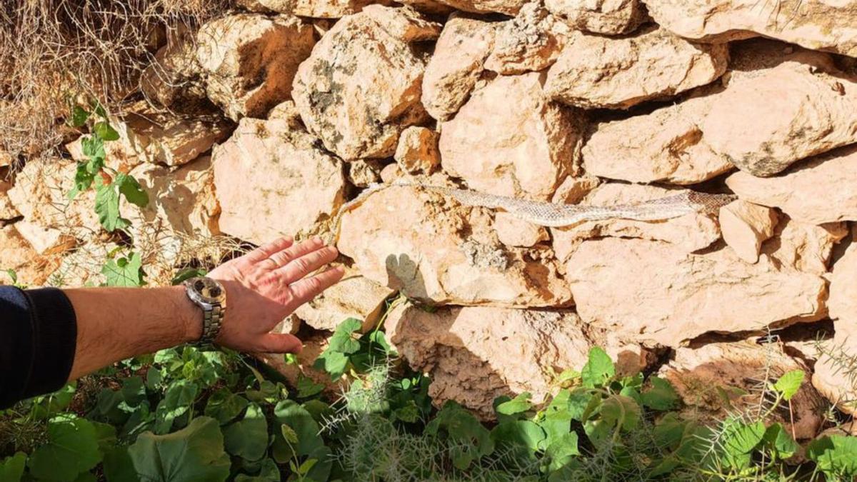 Uno de los participantes señala la muda de piel de una serpiente, en una pared de piedra situada cerca del pou de na Maciana, en los alrededores de Sant Rafel.