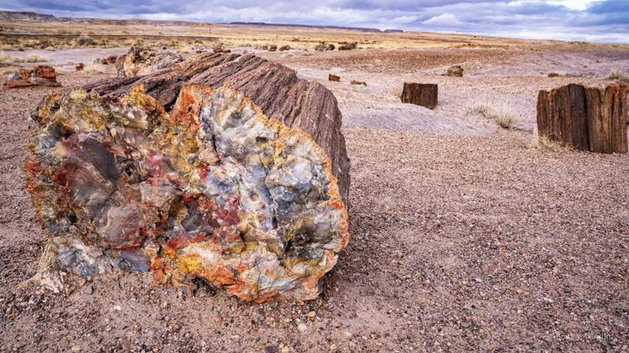 Es el bosque petrificado mejor conservado del mundo: está en España, declarado Interés Geológico Mundial y tiene árboles en posición de vida