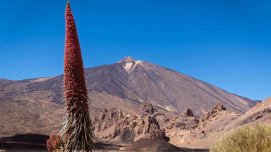 Una primavera apagada en la cima de Tenerife: el invierno sofocante y la sequía debilitan la floración en el Teide