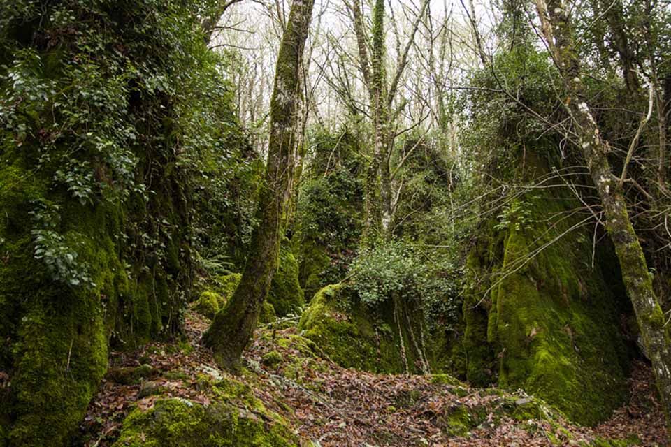 Bosque de Os Grobos