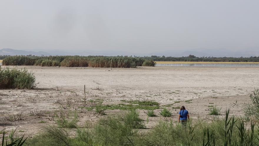Ecologistas alertan de muertes de aves por un nuevo brote tóxico en El Hondo y los regantes secan una charca