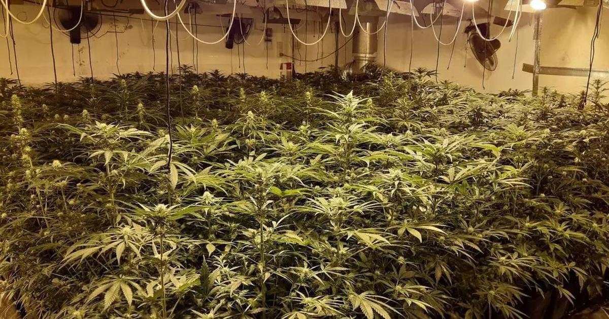 Plantación indoor marihuana, en una imagen de archivo.